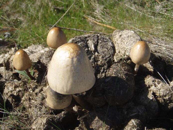 Ciupercă de ciuperci